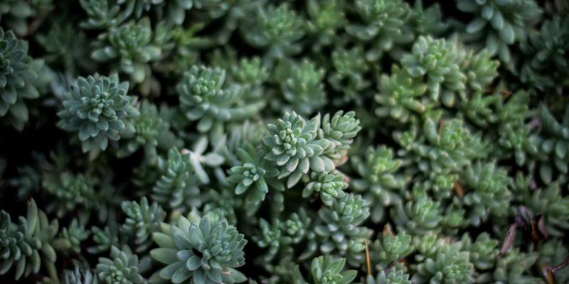 NYZHE媒体服务如何通过AI算法重塑地方新闻：个性化推荐与用户粘性的双重突破